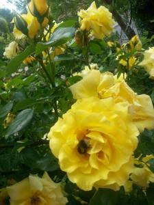 rose